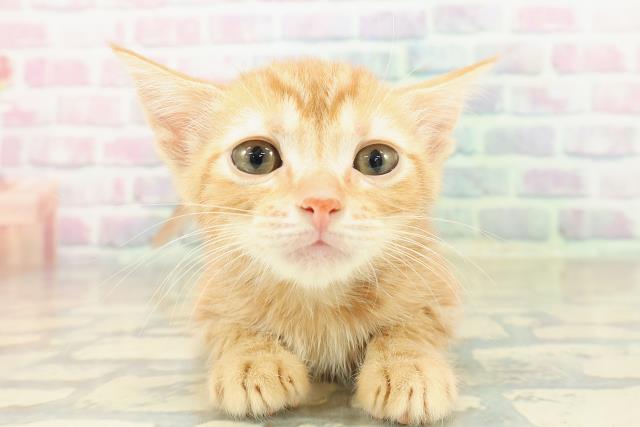 兵庫県のアメリカンカール (Coo&RIKU明石店/2025年10月29日生まれ/女の子/レッドタビー)の子猫の1枚目の画像