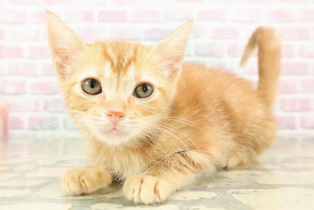 兵庫県のアメリカンカール (Coo&RIKU明石店/2025年10月29日生まれ/女の子/レッドタビー)の子猫の2枚目の画像