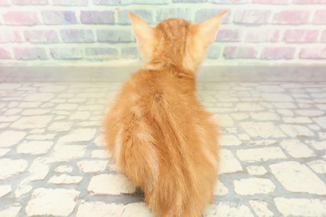 兵庫県のアメリカンカール (Coo&RIKU明石店/2025年10月29日生まれ/女の子/レッドタビー)の子猫の4枚目の画像