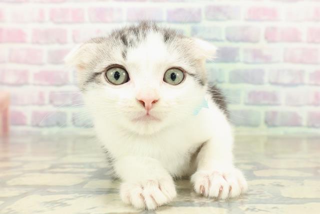 兵庫県のスコティッシュフォールド (Coo&RIKU姫路店/2025年10月30日生まれ/男の子/シルバータビーホワイト)の子猫の1枚目の画像
