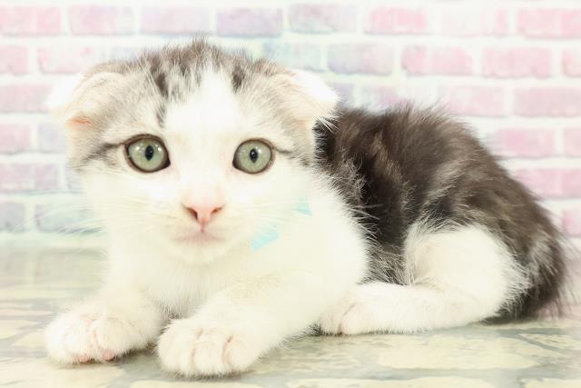 兵庫県のスコティッシュフォールド (Coo&RIKU姫路店/2025年10月30日生まれ/男の子/シルバータビーホワイト)の子猫の2枚目の画像