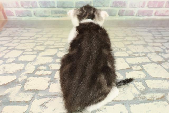 兵庫県のスコティッシュフォールド (Coo&RIKU姫路店/2025年10月30日生まれ/男の子/シルバータビーホワイト)の子猫の4枚目の画像