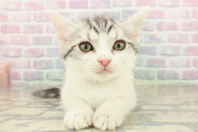 大阪府のスコティッシュフォールド (Coo&RIKU松原店/2025年10月30日生まれ/女の子/シルバータビーホワイト)の子猫の1枚目の画像