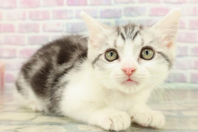 大阪府のスコティッシュフォールド (Coo&RIKU松原店/2025年10月30日生まれ/女の子/シルバータビーホワイト)の子猫の3枚目の画像