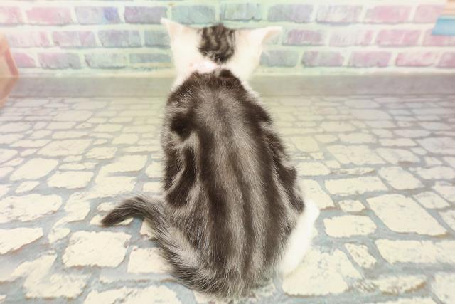 大阪府のスコティッシュフォールド (Coo&RIKU松原店/2025年10月30日生まれ/女の子/シルバータビーホワイト)の子猫の4枚目の画像