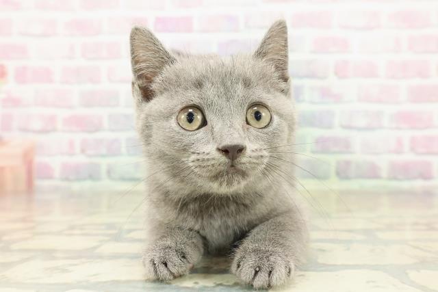 兵庫県のマンチカン (Coo&RIKU丹波店/2025年11月1日生まれ/男の子/ブルー)の子猫の1枚目の画像