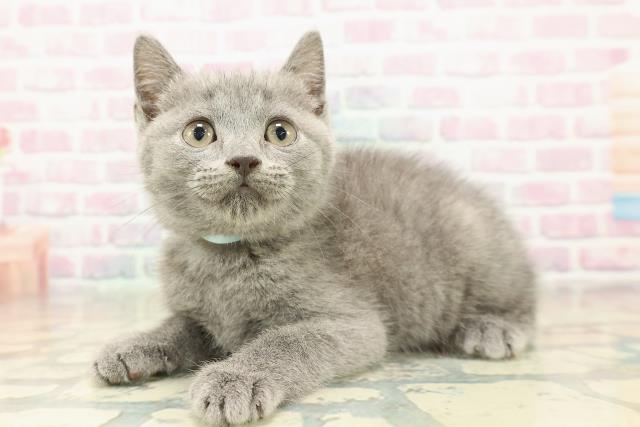 兵庫県のマンチカン (Coo&RIKU丹波店/2025年11月1日生まれ/男の子/ブルー)の子猫の2枚目の画像