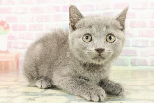 兵庫県のマンチカン (Coo&RIKU丹波店/2025年11月1日生まれ/男の子/ブルー)の子猫の3枚目の画像