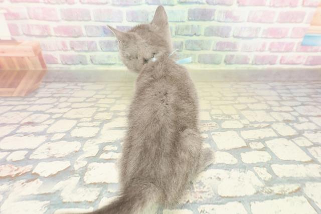 兵庫県のマンチカン (Coo&RIKU丹波店/2025年11月1日生まれ/男の子/ブルー)の子猫の4枚目の画像