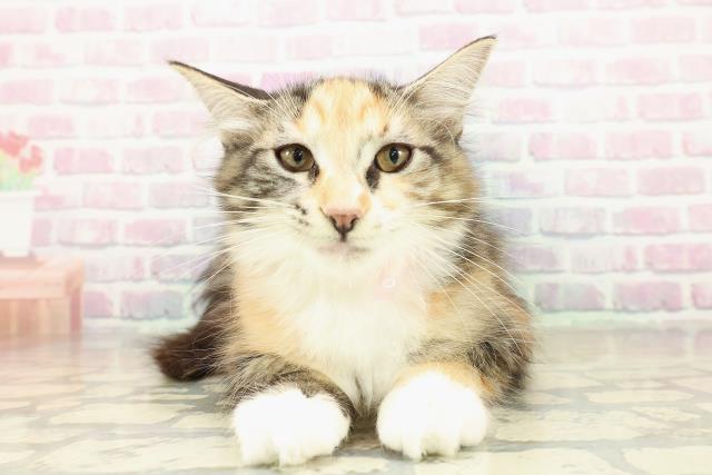 新潟県のメインクーン (Coo&RIKUイオンモール新発田店/2025年9月29日生まれ/女の子/ブラウンパッチドタビーホワイト)の子猫の1枚目の画像