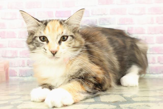 新潟県のメインクーン (Coo&RIKUイオンモール新発田店/2025年9月29日生まれ/女の子/ブラウンパッチドタビーホワイト)の子猫の2枚目の画像