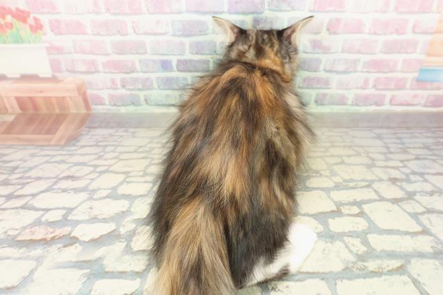 新潟県のメインクーン (Coo&RIKUイオンモール新発田店/2025年9月29日生まれ/女の子/ブラウンパッチドタビーホワイト)の子猫の4枚目の画像