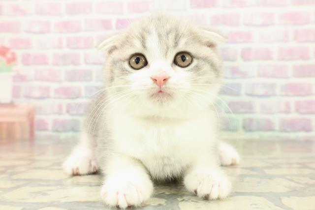 兵庫県のスコティッシュフォールド (Coo&RIKU尼崎店/2025年11月16日生まれ/女の子/ブルータビーホワイト)の子猫の1枚目の画像