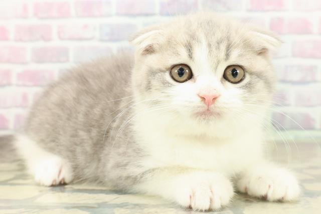 兵庫県のスコティッシュフォールド (Coo&RIKU尼崎店/2025年11月16日生まれ/女の子/ブルータビーホワイト)の子猫の3枚目の画像