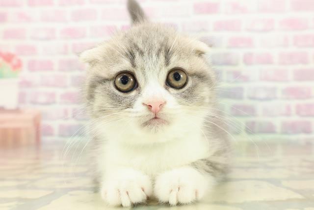 奈良県のスコティッシュフォールド (Coo&RIKU奈良新庄店/2025年11月16日生まれ/男の子/ブルータビーホワイト)の子猫の1枚目の画像