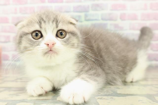 奈良県のスコティッシュフォールド (Coo&RIKU奈良新庄店/2025年11月16日生まれ/男の子/ブルータビーホワイト)の子猫の2枚目の画像