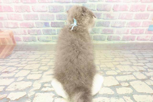 奈良県のスコティッシュフォールド (Coo&RIKU奈良新庄店/2025年11月16日生まれ/男の子/ブルータビーホワイト)の子猫の4枚目の画像