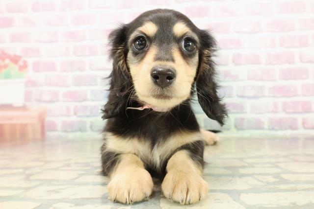 茨城県のミニチュアダックスフンド(ロング) (Coo&RIKUMEGAドン・キホーテ勝田店/2025年11月13日生まれ/女の子/ブラックイエロー)の子犬の1枚目の画像