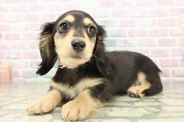 茨城県のミニチュアダックスフンド(ロング) (Coo&RIKUMEGAドン・キホーテ勝田店/2025年11月13日生まれ/女の子/ブラックイエロー)の子犬の2枚目の画像