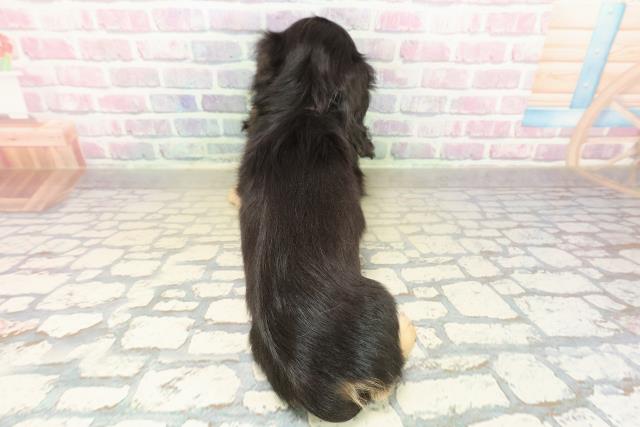 茨城県のミニチュアダックスフンド(ロング) (Coo&RIKUMEGAドン・キホーテ勝田店/2025年11月13日生まれ/女の子/ブラックイエロー)の子犬の4枚目の画像