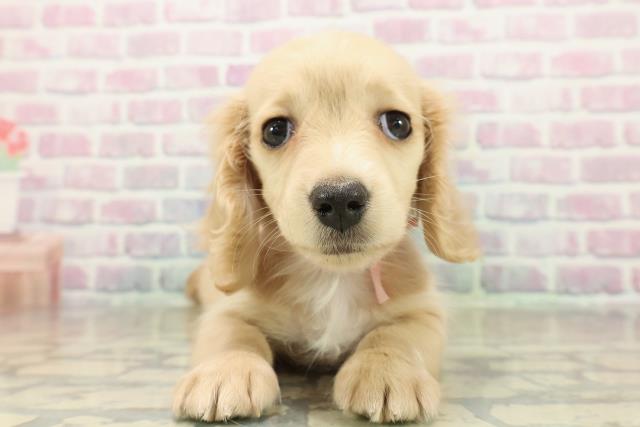 埼玉県のミニチュアダックスフンド(ロング) (Coo&RIKUアニマルケアセンター大宮/2025年11月13日生まれ/女の子/イエロー)の子犬の1枚目の画像