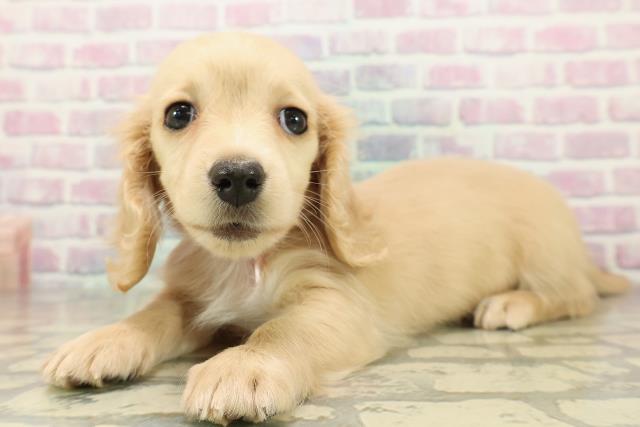 埼玉県のミニチュアダックスフンド(ロング) (Coo&RIKUアニマルケアセンター大宮/2025年11月13日生まれ/女の子/イエロー)の子犬の2枚目の画像