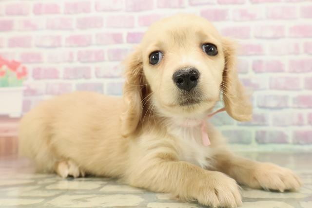 埼玉県のミニチュアダックスフンド(ロング) (Coo&RIKUアニマルケアセンター大宮/2025年11月13日生まれ/女の子/イエロー)の子犬の3枚目の画像