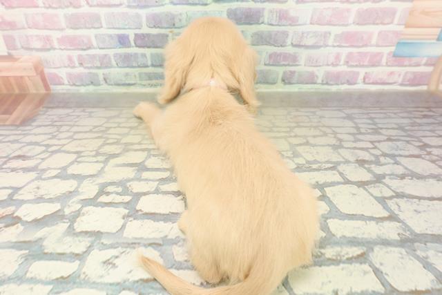 埼玉県のミニチュアダックスフンド(ロング) (Coo&RIKUアニマルケアセンター大宮/2025年11月13日生まれ/女の子/イエロー)の子犬の4枚目の画像