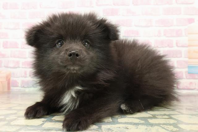 埼玉県のハーフ犬・ミックス犬 (Coo&RIKU川越店/2025年11月13日生まれ/男の子/ブラック)の子犬の2枚目の画像