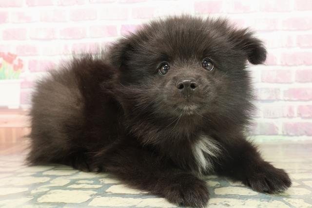 埼玉県のハーフ犬・ミックス犬 (Coo&RIKU川越店/2025年11月13日生まれ/男の子/ブラック)の子犬の3枚目の画像