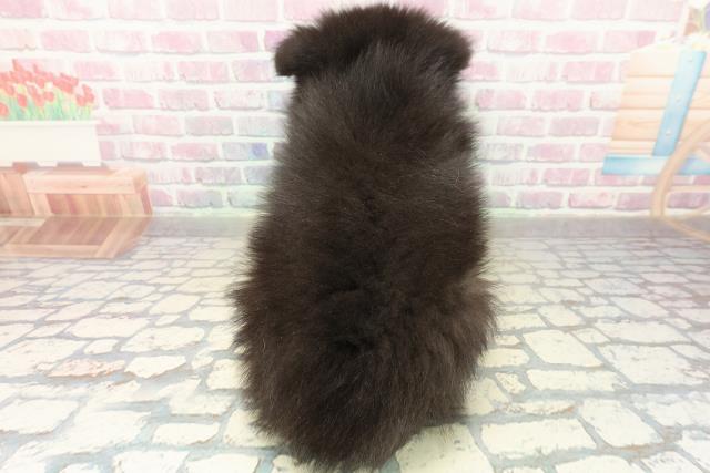 埼玉県のハーフ犬・ミックス犬 (Coo&RIKU川越店/2025年11月13日生まれ/男の子/ブラック)の子犬の4枚目の画像