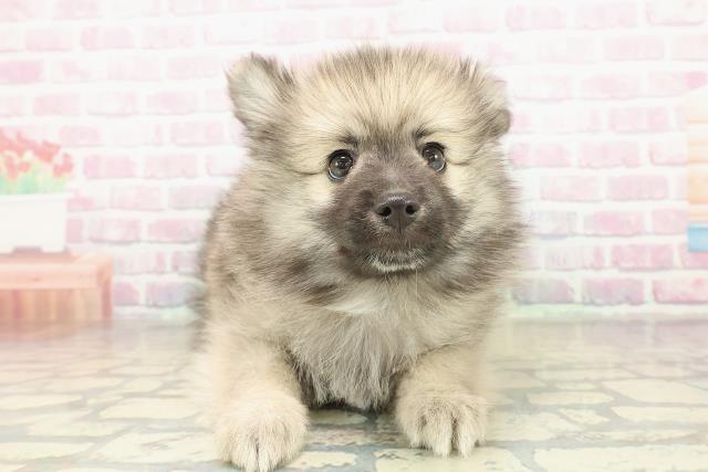 栃木県のハーフ犬・ミックス犬 (Coo&RIKU宇都宮店/2025年11月13日生まれ/男の子/フォーン)の子犬の1枚目の画像