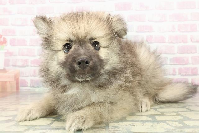 栃木県のハーフ犬・ミックス犬 (Coo&RIKU宇都宮店/2025年11月13日生まれ/男の子/フォーン)の子犬の2枚目の画像