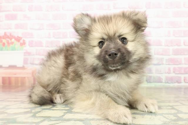 栃木県のハーフ犬・ミックス犬 (Coo&RIKU宇都宮店/2025年11月13日生まれ/男の子/フォーン)の子犬の3枚目の画像