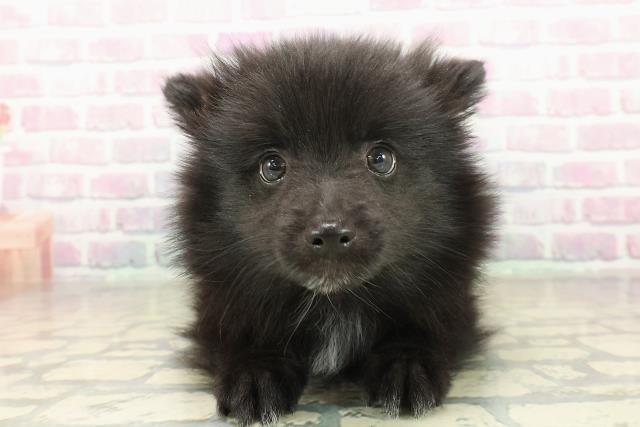 千葉県のハーフ犬・ミックス犬 (Coo&RIKUアクロスモール新鎌ケ谷店/2025年11月13日生まれ/女の子/ブラック)の子犬の1枚目の画像