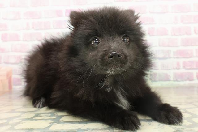 千葉県のハーフ犬・ミックス犬 (Coo&RIKUアクロスモール新鎌ケ谷店/2025年11月13日生まれ/女の子/ブラック)の子犬の3枚目の画像