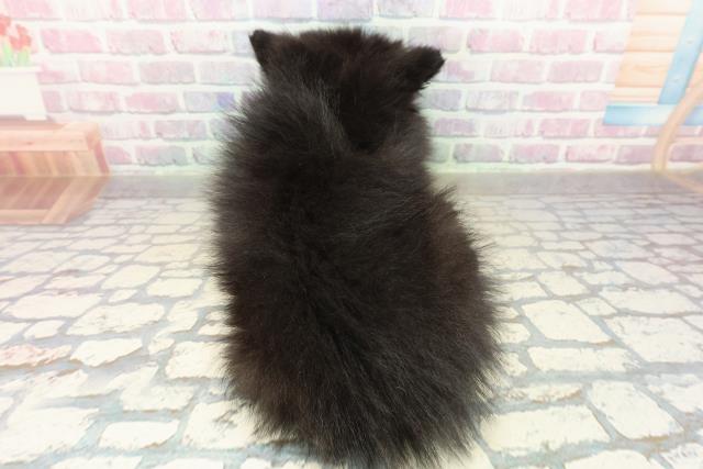 千葉県のハーフ犬・ミックス犬 (Coo&RIKUアクロスモール新鎌ケ谷店/2025年11月13日生まれ/女の子/ブラック)の子犬の4枚目の画像