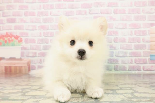 千葉県のハーフ犬・ミックス犬 (Coo&RIKU南柏店/2025年11月13日生まれ/女の子/ホワイト)の子犬の1枚目の画像