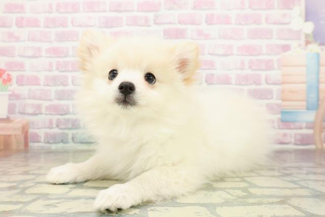 千葉県のハーフ犬・ミックス犬 (Coo&RIKU南柏店/2025年11月13日生まれ/女の子/ホワイト)の子犬の2枚目の画像