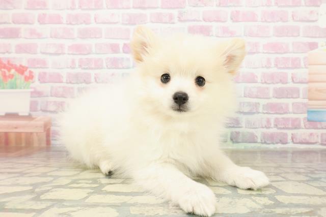 千葉県のハーフ犬・ミックス犬 (Coo&RIKU南柏店/2025年11月13日生まれ/女の子/ホワイト)の子犬の3枚目の画像