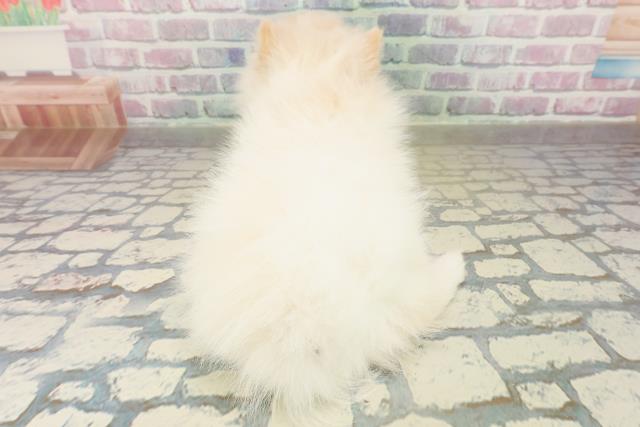 千葉県のハーフ犬・ミックス犬 (Coo&RIKU南柏店/2025年11月13日生まれ/女の子/ホワイト)の子犬の4枚目の画像