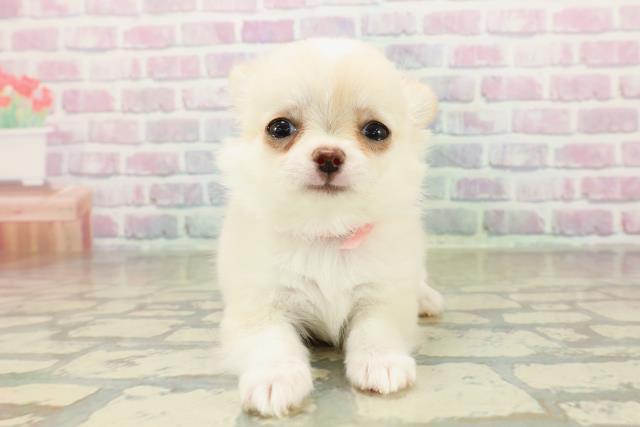 埼玉県のチワワ(ロング) (Coo&RIKU岩槻店/2025年11月14日生まれ/女の子/クリーム)の子犬の1枚目の画像