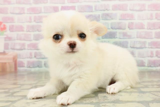 埼玉県のチワワ(ロング) (Coo&RIKU岩槻店/2025年11月14日生まれ/女の子/クリーム)の子犬の2枚目の画像