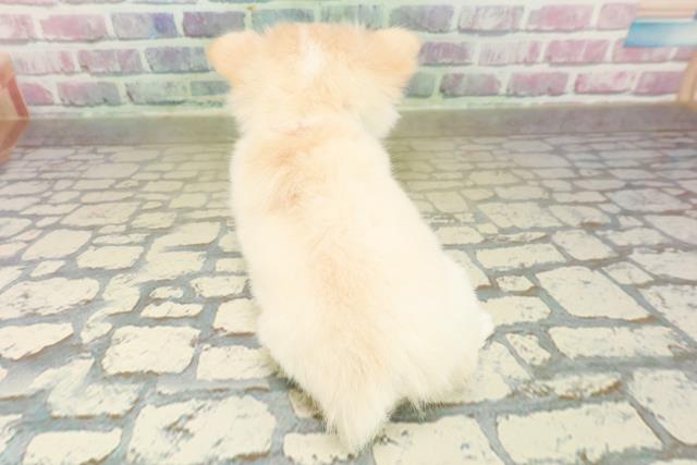 埼玉県のチワワ(ロング) (Coo&RIKU岩槻店/2025年11月14日生まれ/女の子/クリーム)の子犬の4枚目の画像