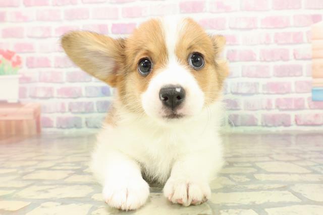 北海道のハーフ犬・ミックス犬 (Coo&RIKU岩見沢店/2025年11月14日生まれ/男の子/ホワイトブラウン)の子犬の1枚目の画像