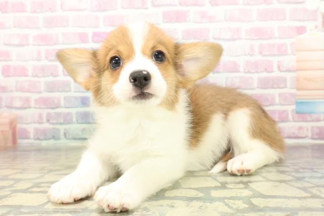 北海道のハーフ犬・ミックス犬 (Coo&RIKU岩見沢店/2025年11月14日生まれ/男の子/ホワイトブラウン)の子犬の2枚目の画像