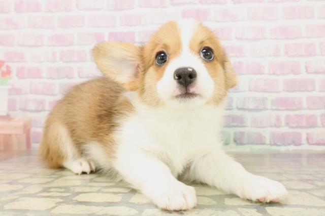 北海道のハーフ犬・ミックス犬 (Coo&RIKU岩見沢店/2025年11月14日生まれ/男の子/ホワイトブラウン)の子犬の3枚目の画像