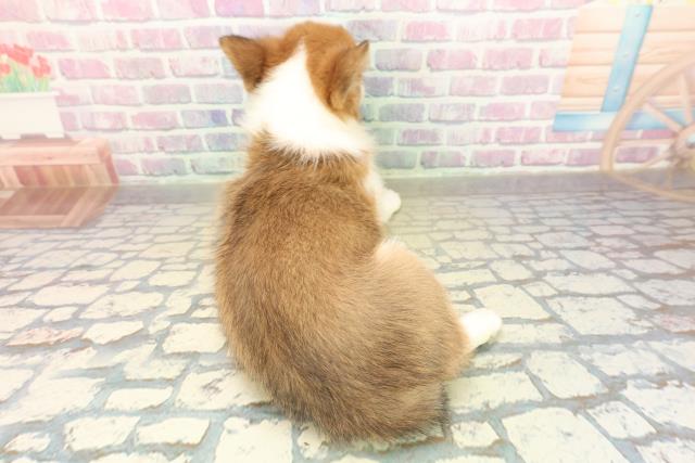 北海道のハーフ犬・ミックス犬 (Coo&RIKU岩見沢店/2025年11月14日生まれ/男の子/ホワイトブラウン)の子犬の4枚目の画像