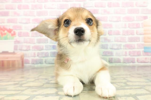 秋田県のハーフ犬・ミックス犬 (Coo&RIKU秋田店/2025年11月14日生まれ/女の子/ホワイトブラウン)の子犬