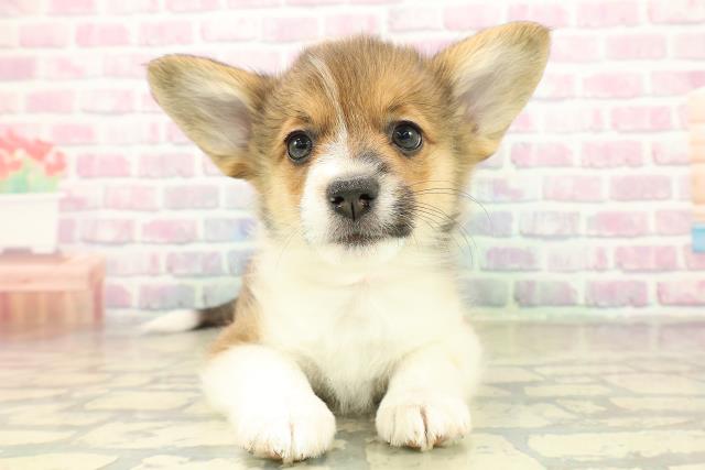 青森県のハーフ犬・ミックス犬 (Coo&RIKU八戸店/2025年11月14日生まれ/女の子/ホワイトブラウン)の子犬